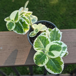 2 Variegated Cuban Oregano Plants Live, 4-6" Tall Spanish Thyme Mexican Mint for Indoor Outdoor Growing