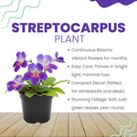 Streptocarpus Live Plant in 3.25" Pot, 5-8" False African Violet Ladyslipper Primose Plant for Spring Planting, Indoor Outdoor Home Décor (Blue White)