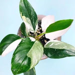 White Princess Philodendron Plant Live Indoor, 5-9" No Pot, Tropical House Plant for Indoor, 5-9" No Pot Home Décor Houseplants