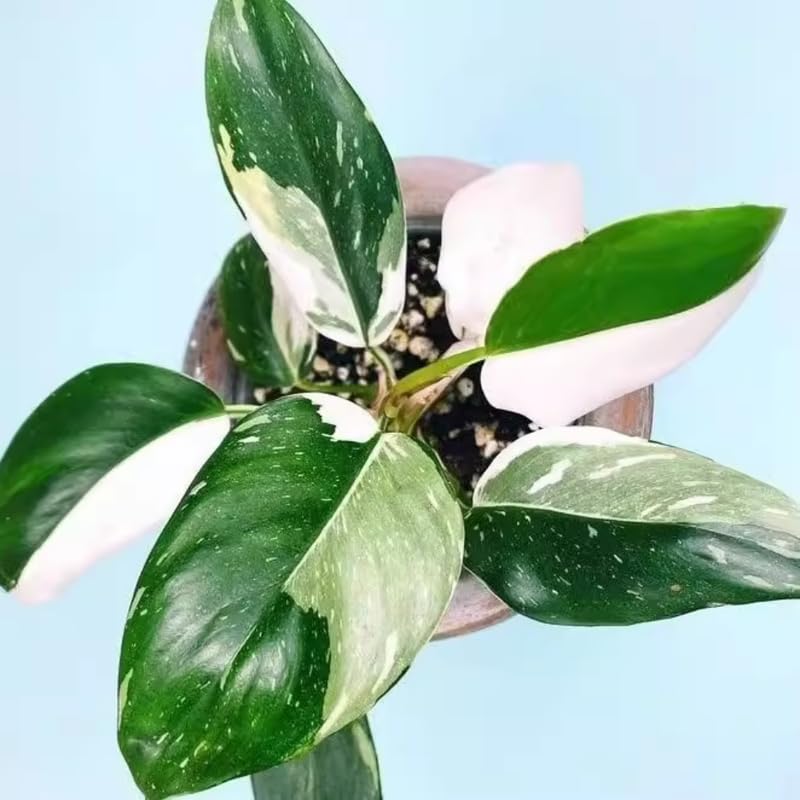 White Princess Philodendron Plant Live Indoor, 5-9" No Pot, Tropical House Plant for Indoor, 5-9" No Pot Home Décor Houseplants