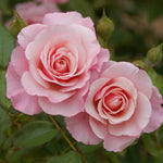 Rose Plant Live, Roses Bush Ready to Plant, 5-10 Inch Height, Ornamental Fragrant Flowers (Pink Rose)
