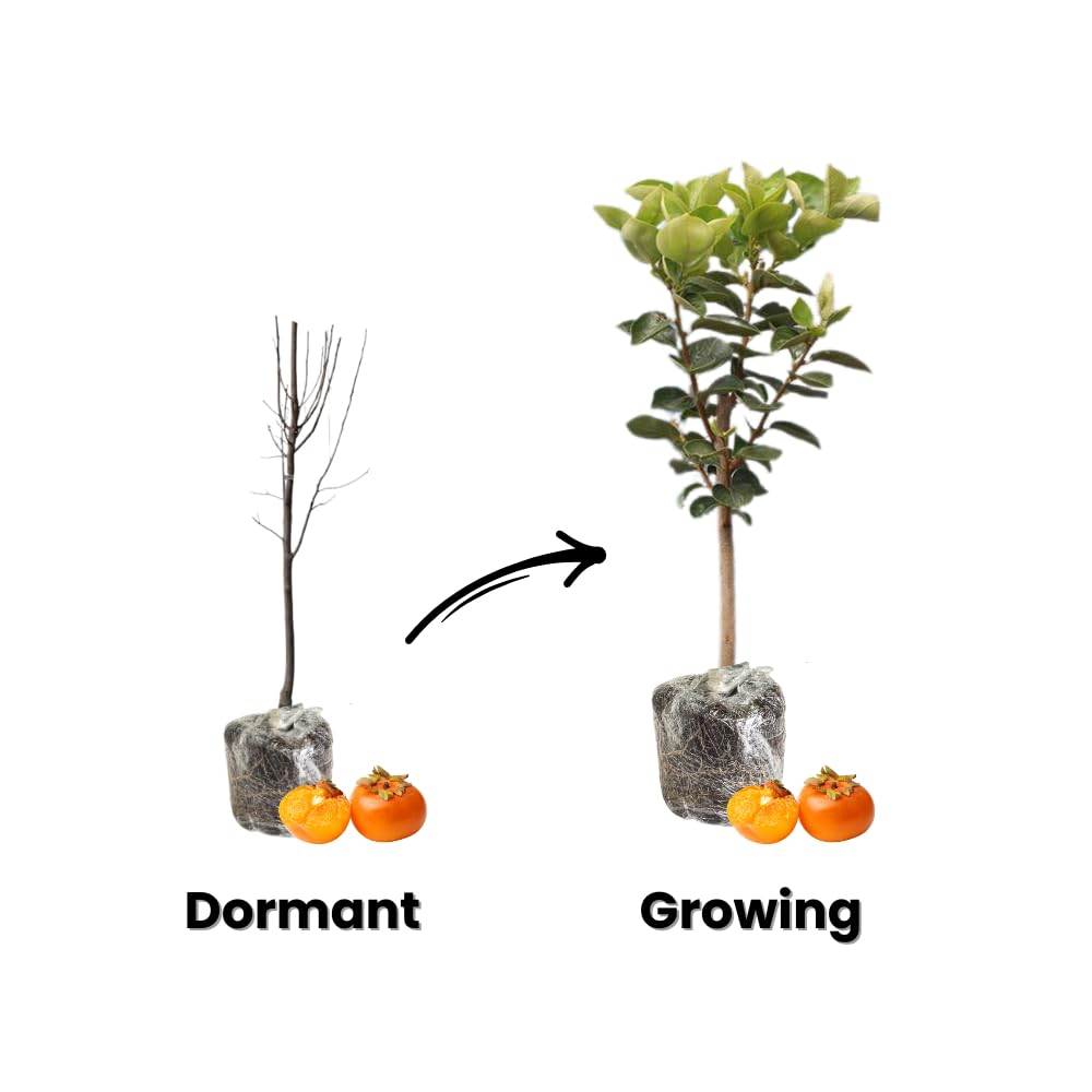 2 Sweet Persimmon Tree Seedlings, 1-1.5 Feet Tall, Hardy Persimmon Fruit Bearing Trees, Outdoor Garden Planting