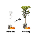 4 Cold Hardy Persimmon Tree Bare Roots, Persimmon Fruit Tree Seedlings 6-12 Inches, Outdoor Planting, Winter Dormant