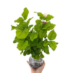 Jasmine Plant Indoor Live, 3 Plants, Grand Duke of Jasmine Plants Live, Jasmine Plant Pot, Live Jasmine Plant Indoor Outdoor, 4 to 6 Inc Tall, Jasmine Starter Plant
