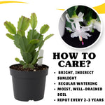 White Christmas Cactus Plants Live in 4 Inch Pot, Perennial Christmas Thanksgiving Cactus Plants Potted, Vibrant Flower Holiday Houseplant Indoors Outdoors