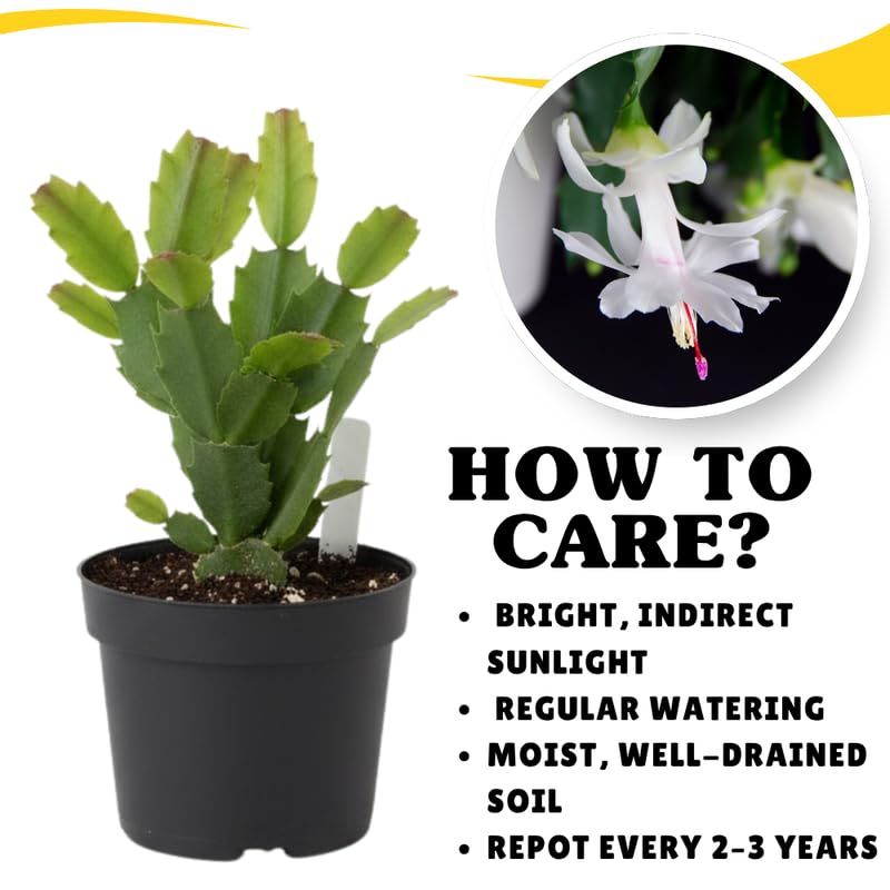 White Christmas Cactus Plants Live in 4 Inch Pot, Perennial Christmas Thanksgiving Cactus Plants Potted, Vibrant Flower Holiday Houseplant Indoors Outdoors