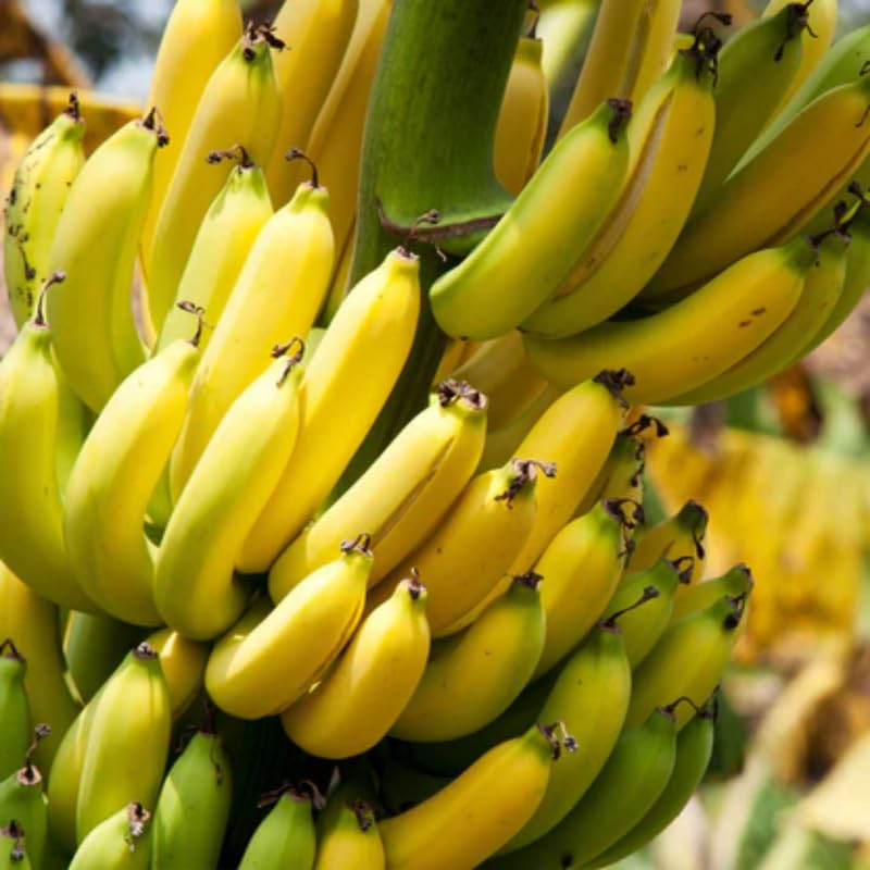 Dwarf Cavendish Banana Plant Live, 4-6" Tall Well-Rooted for Indoor Tropical Displays, Cold Hardy Banana Fruit Tree