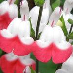 2 Vibrant Sage Salvia Live Plants, Fragrant Perennial Sage Plants Live for Spring Planting, Summer Planting, 5 to 10 Inches in Tall, (Hot Lips)