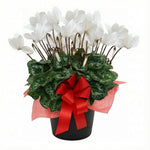 2 White Cyclamen Plants Live in 4" Pot, Already Bloom in Vibrant Color, Easy to Care for Indoor or Garden Flowering Houseplant