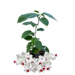 2 Bleeding Heart Live Plants, 5-9 Inches, Clerodendrum Bleeding Heart Vine, Bell Shaped Flowers Well Rooted (White Bleeding Heart)