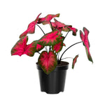 2 Caladium Plants Live for Planting, 4 to 6 Inc Tall, Caladium Live Plants Garden, 4 Inc Potted (Red)