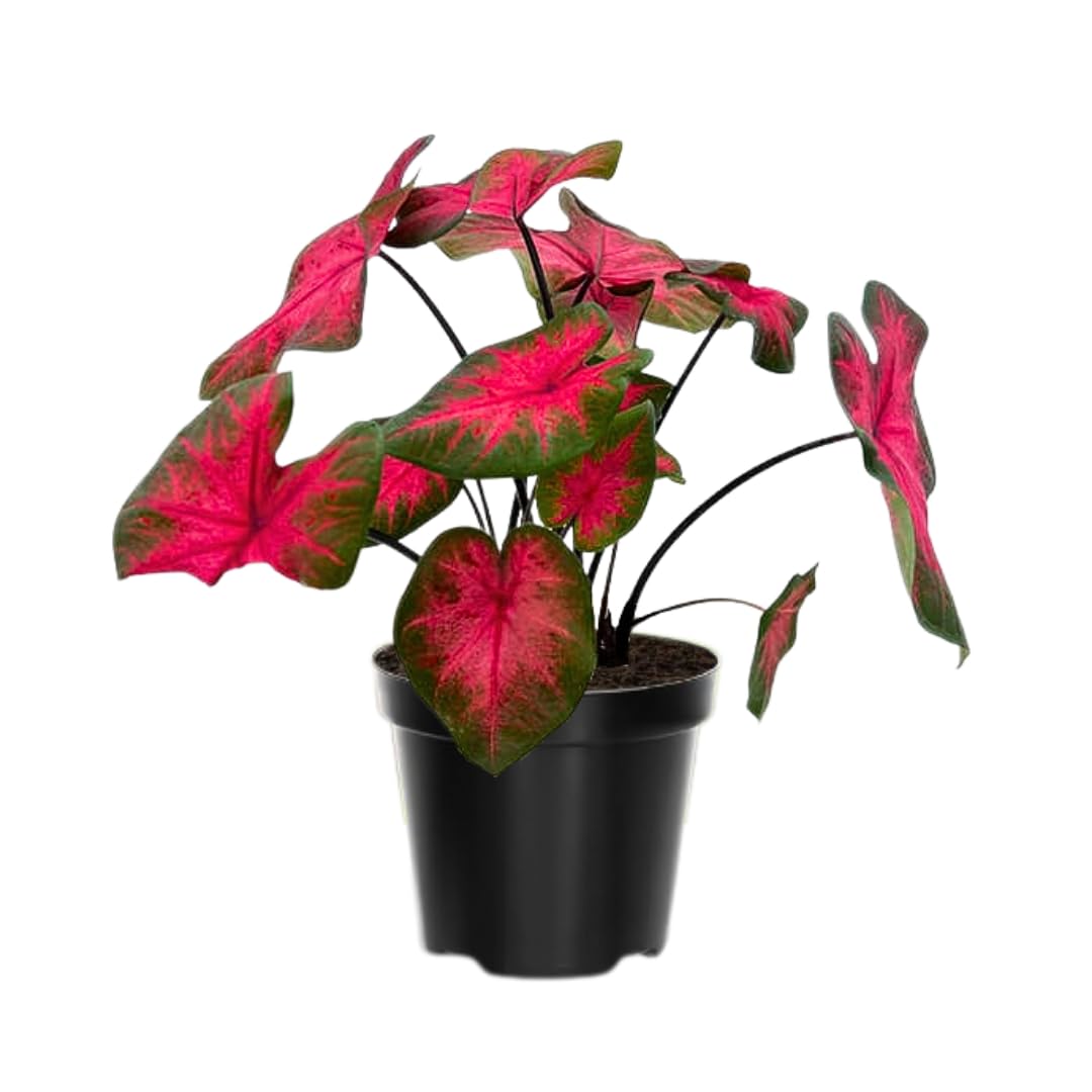2 Caladium Plants Live for Planting, 4 to 6 Inc Tall, Caladium Live Plants Garden, 4 Inc Potted (Red)