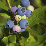 Blueberry Plant, Blueberry Tree Live Plant, 5-12" Height, Sweet Blueberry Bush Live Plant to Grow Outdoors (Southern Highbush Blueberry Plant)
