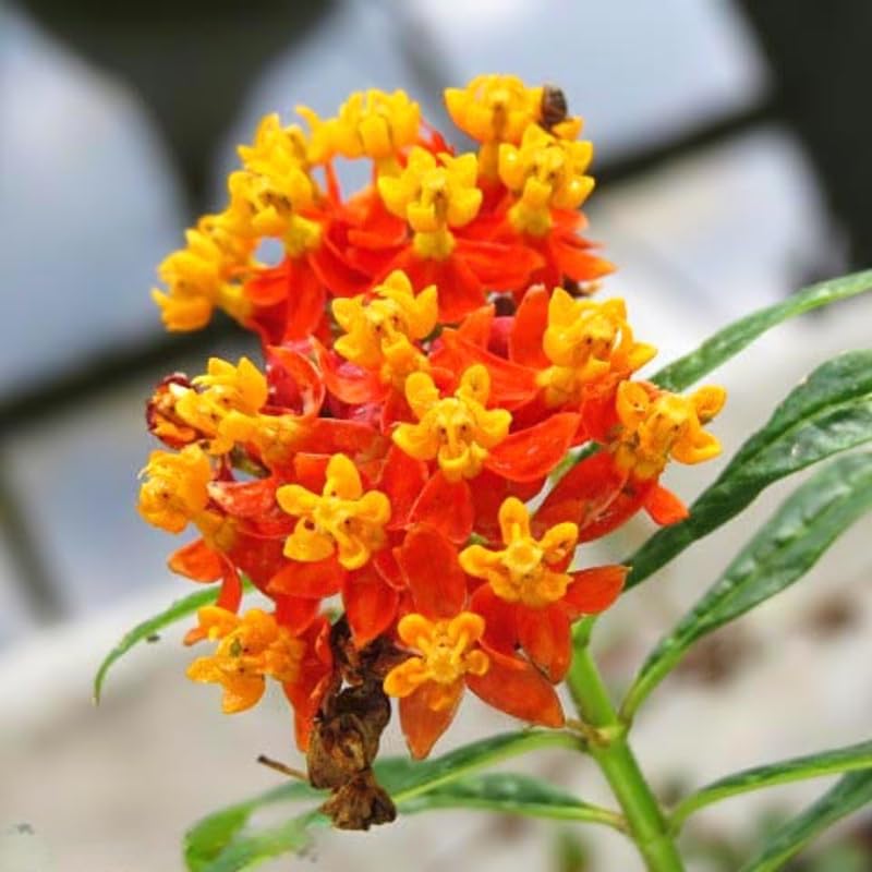 2 Tropical Milkweed Plants Live, Tropical Butterfly Milkweed 4-8 Inches, Perennial Milkweeds Flowers Well Rooted Container or Outdoor Growing