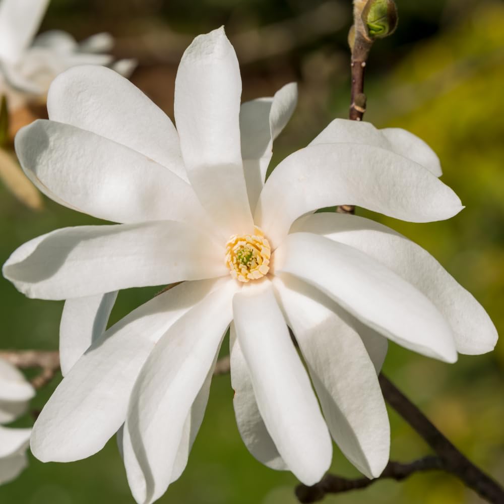Magnolia Tree, Magnolia Flowering Shrub Bush in 2.5'' Pot, Well Rooted Magnolia to Grow in Container, Garden (Star Magnolia)