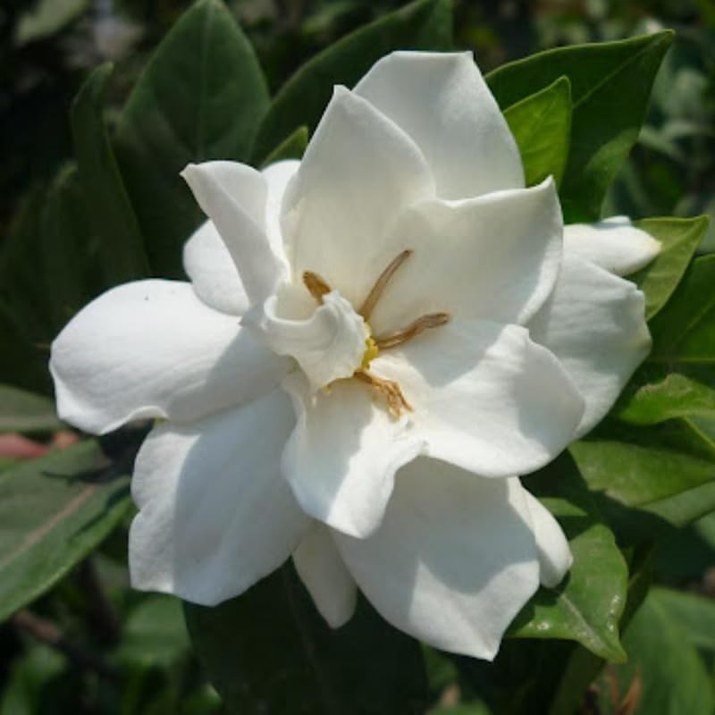 3 Climbing Jasmine Live Plants for Indoor Outdoor Planting, Frostproof Jasmine Plants Live, Fragrant, 5-8" in Tall, Hardy