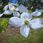 White Flowering Dogwood Tree Live Plant, 6 to 12 Inches Tall, Live Dogwood Tree, Shrub Plant