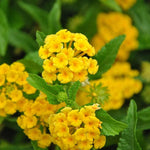 2 Trailing Yellow Lantana Plants Live, Colorful Perennial, Long-Blooming and Very Hardy, Size 5 to 12 Inches in Tall, Well-Rooted, Outdoor Planting