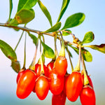 Live Goji Berry Plant Bush for Planting, Goji Berry Ready to Plant, 4 to 10 Inc Tall, Come No Pot, Goji Berries Tree Plant Live