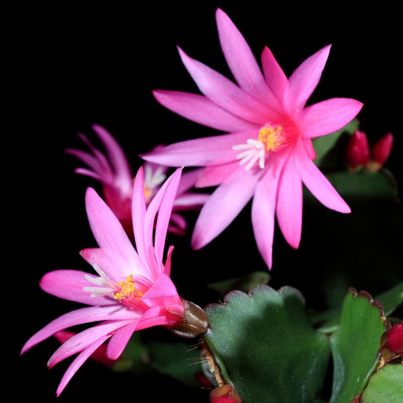Easter Cactus Plants Live, 4 Inch Pot Easter Cactus Plants Live Indoor Garden, Live Easter Cactus Flower Plant, Spring Cactus Live Houseplant, Easter Cactus