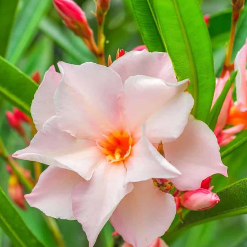 Set 2 Oleander Plants Live, Flowering Oleander Bush Shrub Ready to Grow Outdoor, 5-7 Inch Tall - Salmon Oleander