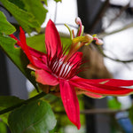 Pack 2 Passion Flower Plants Live, Passiflora Vine Well-Rooted, 5-7 Inch Tall Climbing Vine for Garden Trellises and Fences, No Pot (Red Passion Flower)