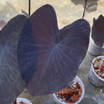 Black Colocasia Live Plant, 5 to 8" in Tall, Taro Elephant Ear Alocasia Esculenta Live Plant for Planting, Live Colocasia Houseplant