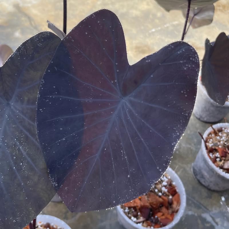 Combo 3 Black Colocasia Live Plants, Elephant Ear Esculenta Taro, 5 to 8" in Tall, Alocasia Live Plant for Planting, Live Houseplant Colocasia Plant