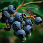 2 Blueberry Plants Live, Blueberry Trees Live Plant, Blueberry Bush Live Plant, 5-12" Tall, Blueberries Fruit Tree Ready to Grow (Duke Blueberry Plants)