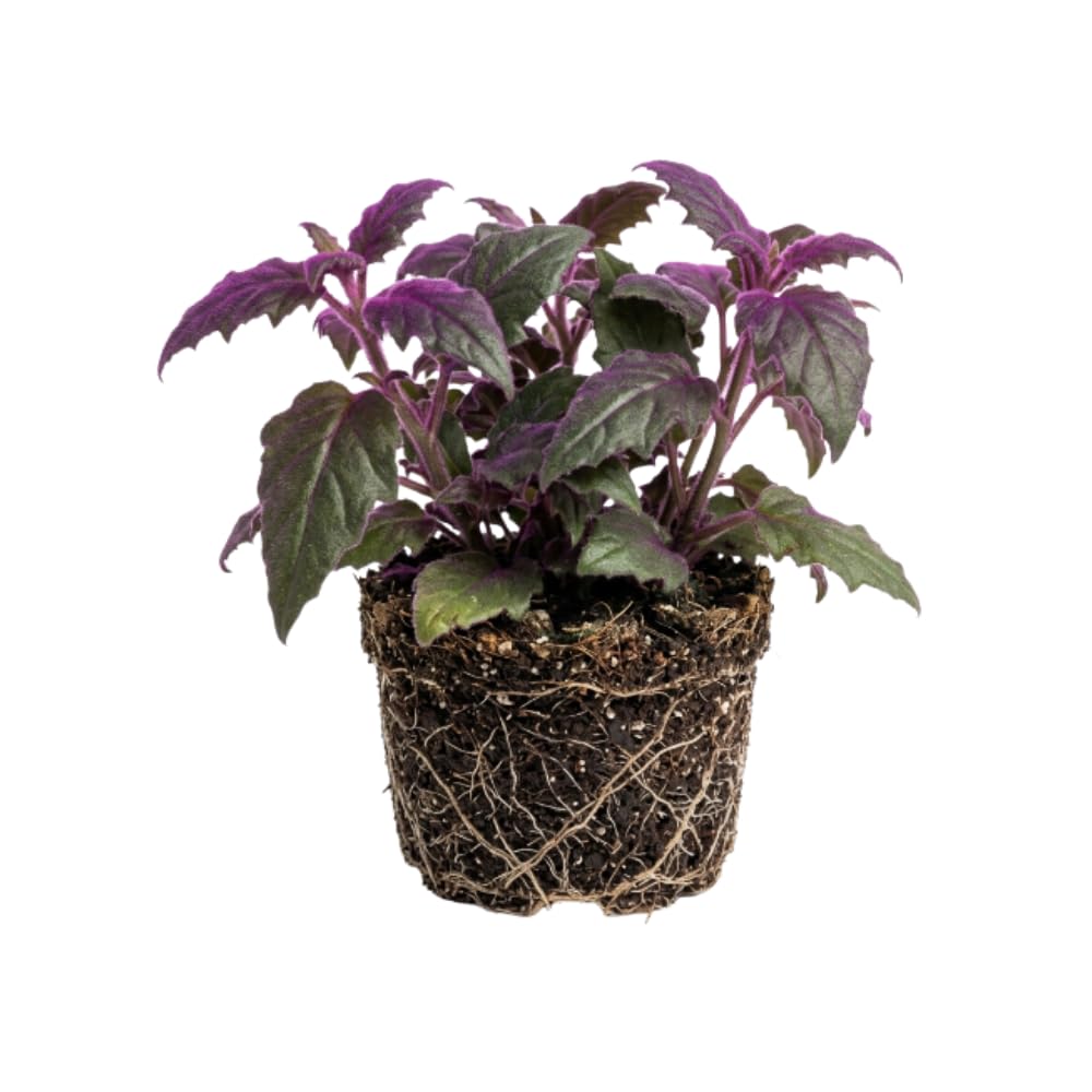 Purple Passion Plant, Gynura Purple Passion Plant Live, 4-6 Inc Tall, Easy Care Houseplant for Home and Office Decoration