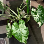 Colocasia Live Plant, 4-8'' Tall, Elephant Ear Plant, Esculenta Taro Alocasia Housplant, Indoor Outdoor Planting (Bicolor)