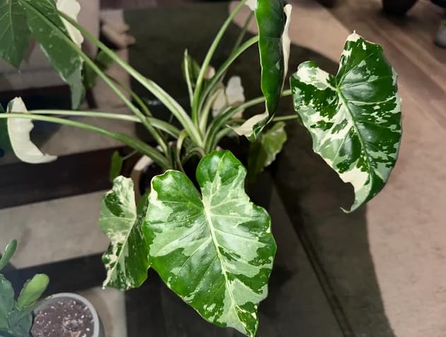 Colocasia Live Plant, 4-8'' Tall, Elephant Ear Plant, Esculenta Taro Alocasia Housplant, Indoor Outdoor Planting (Bicolor)
