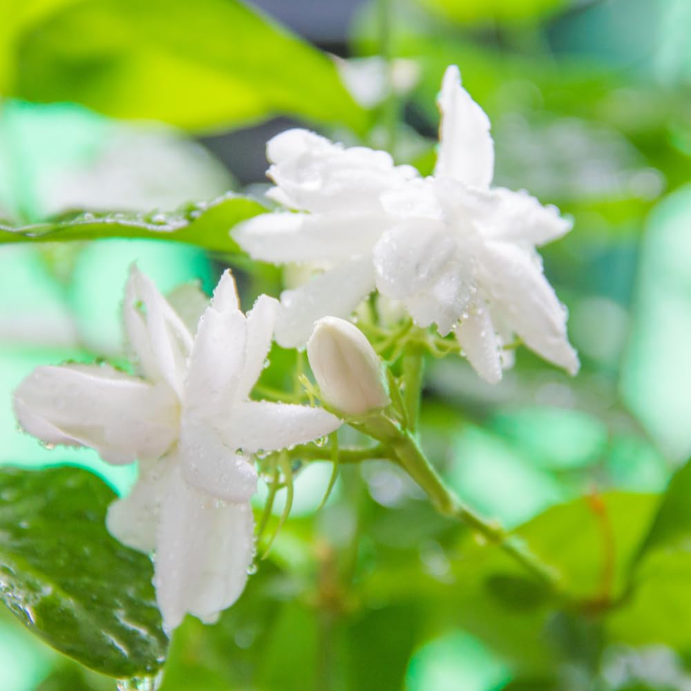 Pack of 3 Jasmine Plants Live, Maid of Orleans Jasmine Live Plant, 5 to 7 Inc in Height Easy to Plant