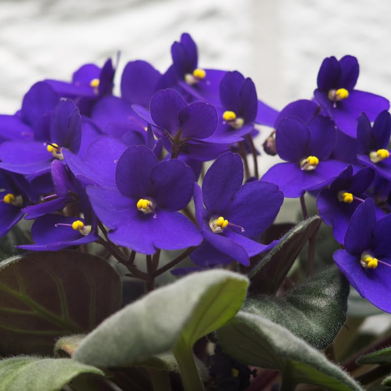 Dark Blue African Violet Live Plant, 4 Inch Pot African Violets Live Plant, Live Afican Violets Plants, Flowering African Violets Live Plants Indoor Garden, Perennial Live African Violet Plants
