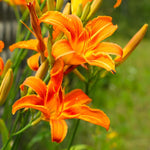 Pack 3 Wild Orange Daylily Bulbs for Planting, Hardy Perennial Flower with Vibrant Blooms, Reblooming Daylilies Bulbs for Garden Borders and Containers