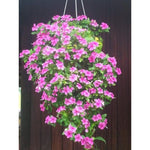 Pink Vinca Flower Live Plant in 4" Pot, Perennial Vinca Minor Periwinkle Flowering Plants for Trellis Décor Oranamental, Zones 9-11