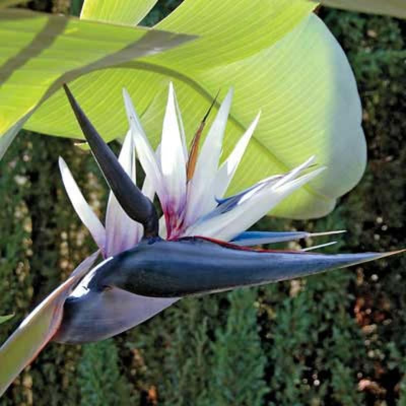 Sets 2 White Bird of Paradise Plants Live, Striking Blue White Blooms, 5 to 9 Inc Tall, No Pot, Tropical Houseplant, Exotic and Vibrant Color