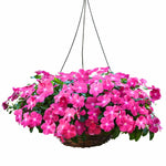 4 Pots Pink Vinca Plants Live, 4-6" Tall Ground Cover Vinca Flowers for Outdoor Garden, Landscape, Containers