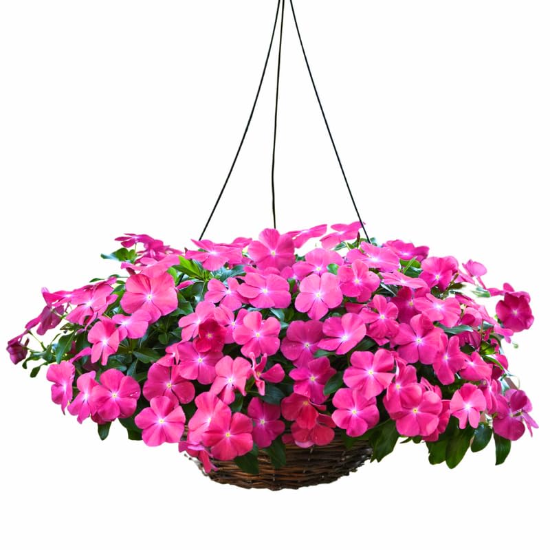 4 Pots Pink Vinca Plants Live, 4-6" Tall Ground Cover Vinca Flowers for Outdoor Garden, Landscape, Containers