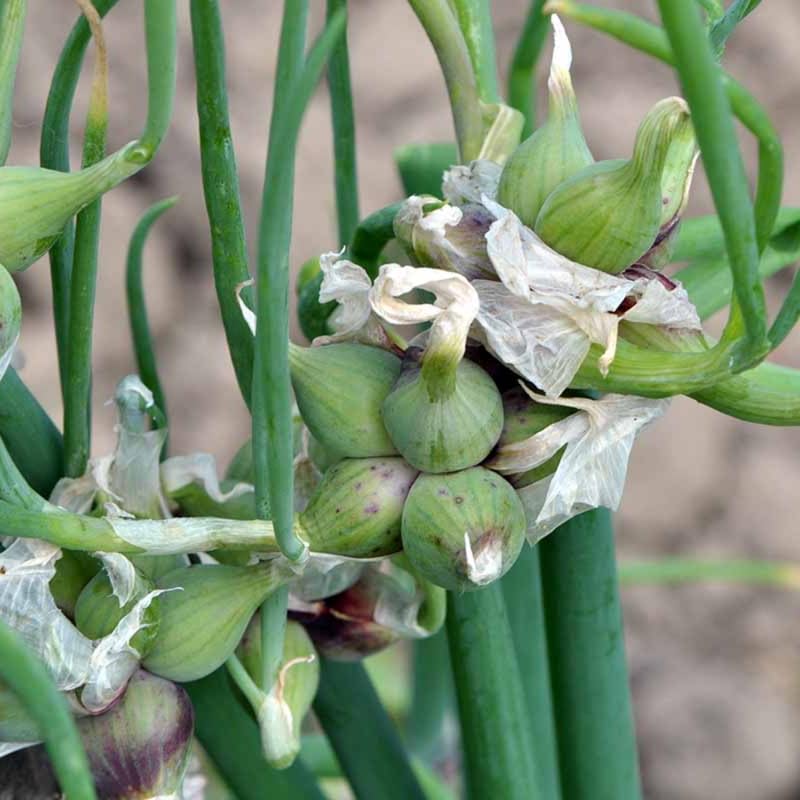 20 Egyptian Walking Onion Topset, Winter Allium Vegetables Bulbs