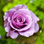 Rose Plant Live, Roses Bush Ready to Plant, 5-10 Inch Height, Ornamental Fragrant Flowers (Purple Rose)