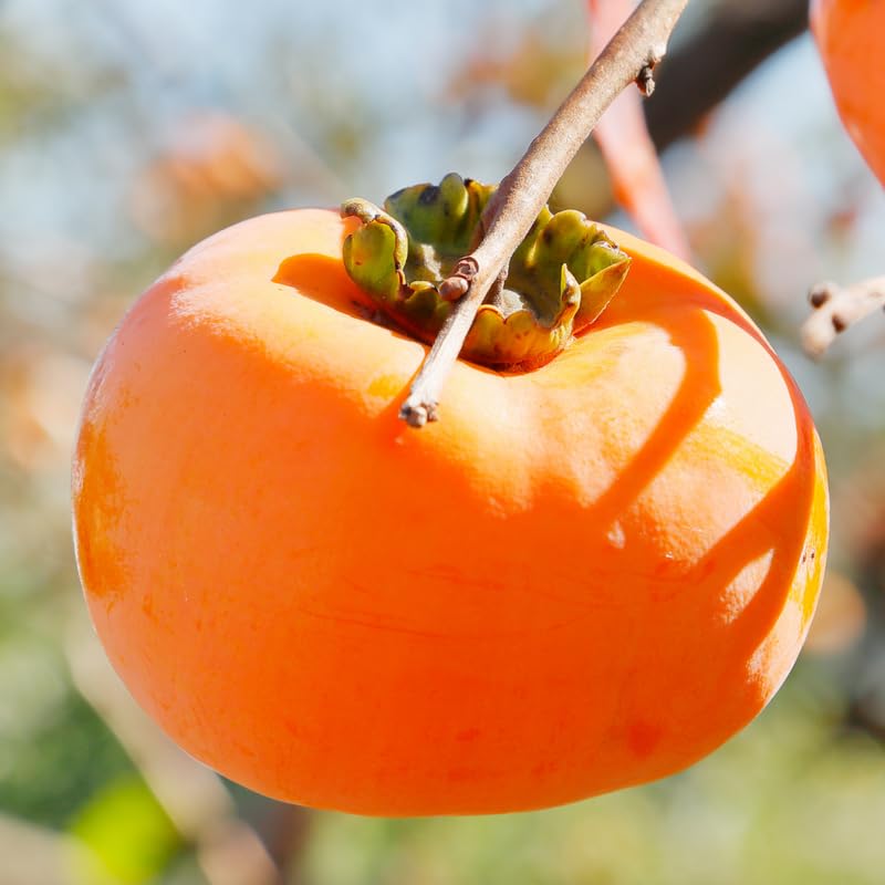 2 Persimmon Trees Live Plants, 7"-15" American Persimmon Tree for Planting Outdoor, Cold Hardy, Dormant in Winter