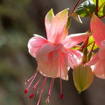 2 Fuchsia Live Plants, Fuchsia Flower Perennial for Outdoor Garden 3 to 5 Inches (Pink)