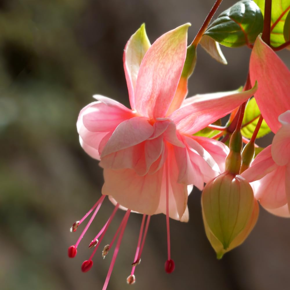 2 Fuchsia Live Plants, Fuchsia Flower Perennial for Outdoor Garden 3 to 5 Inches (Pink)