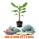 Ice Cream Blue Banana Tree Live Plant, Edible Fruit, 4-6" Tall