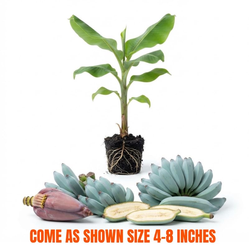 Ice Cream Blue Banana Tree Live Plant, Edible Fruit, 4-6" Tall