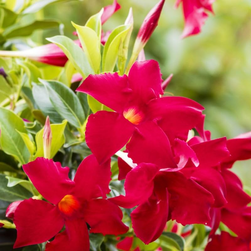 3 Red Mandevilla Plants Live, 5-10” Tall Flowering Mandevilla Vines for Trellis, Outdoor Patio, Garden Pots, Trailing Mandevilla Seedlings