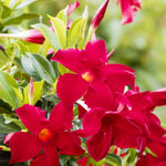 2 Red Mandevilla Live Plants, Flowering Mandevilla Plants, 5-9” Tall, Mandevilla Trellis Vines for Outdoor Garden and Containers