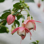 2 Fuchsia Live Plants, Fuchsia Flower Perennial for Outdoor Garden 3 to 5 Inches (Pink)