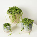 String of Pearls Plant Live, Rare Succulent Trailing Vine in Pot, Indoor Houseplant